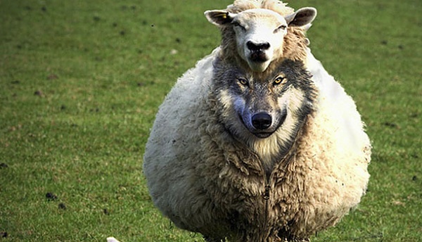 Нажмите на изображение для увеличения
Название: VOLK-V-OVECHEY-SHKURE.jpg
Просмотров: 0
Размер:	58.8 Кб
ID:	183